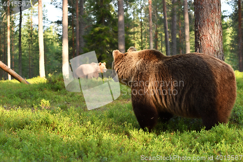 Image of Two bears in forest. Bear watching other bear. Bears on the move. Bear activity.