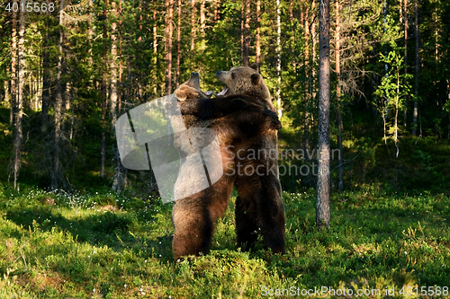 Image of bears hugging each other