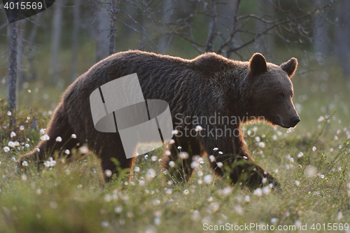 Image of Brown bear (Ursus arctos) waling at sunset. Brown bear in moor. Brown bear in bog.