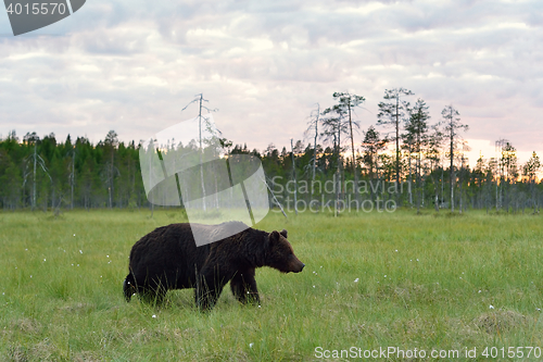 Image of brown bear walking in the bog at sunset