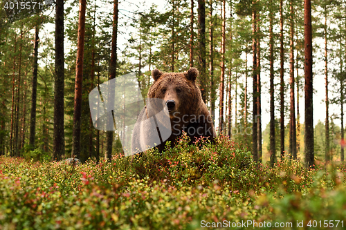 Image of brown bear in forest