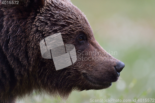 Image of brown bear portrait