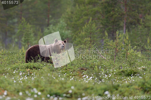 Image of brown bear with forest background