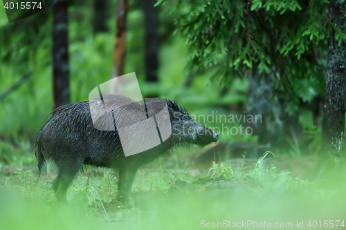 Image of wild boar in forest