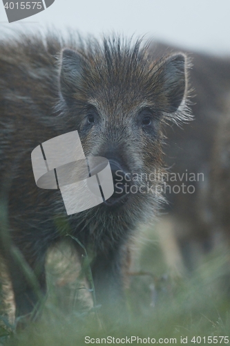 Image of Wild boar piglet portrait in the mist. Squeaker. Juvenile.