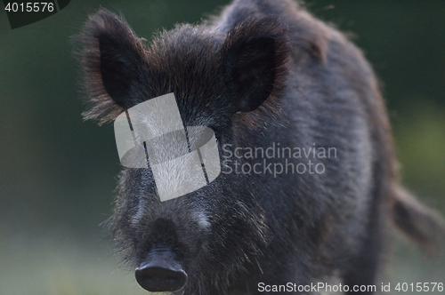 Image of wild boar (Sus scrofa) portrait