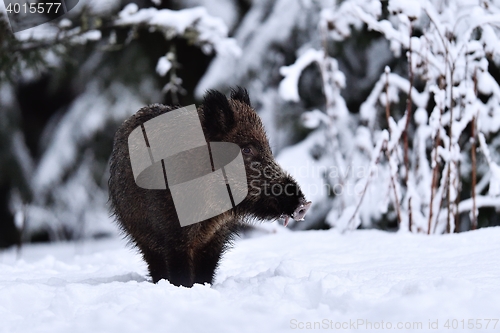 Image of Wild boar (Sus scrofa) in winter on snow. Wild swine. Eurasian wild pig.