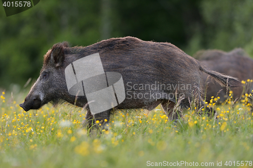 Image of wild boar on blossoming field