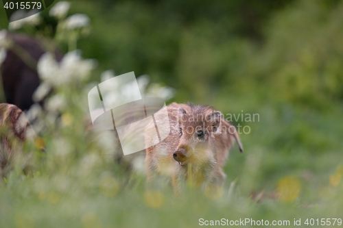 Image of wild boar piglet