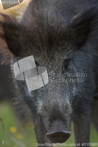 Image of wild boar portrait