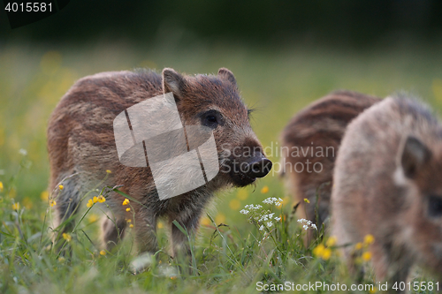 Image of wild boar piglet