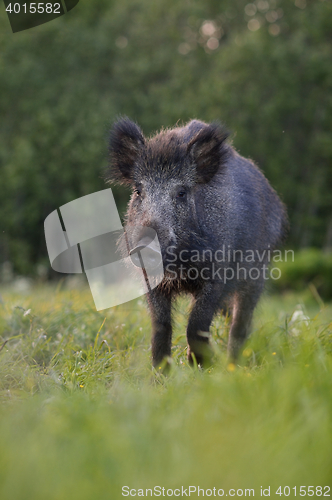 Image of wild boar walking in the field