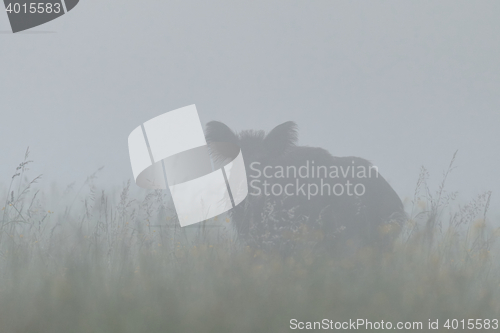 Image of Wild boar in the fog