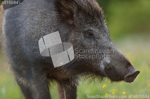 Image of Wild boar