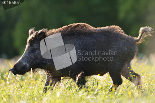 Image of Wild boar