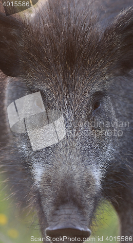 Image of Wild boar face