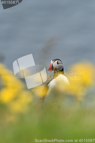 Image of Puffin with flowers. Iceland.