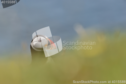 Image of Puffin in Iceland.