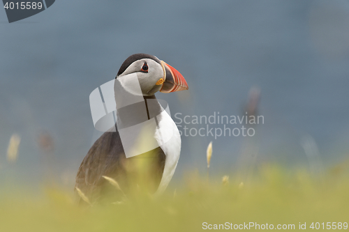 Image of puffin in Iceland at summer