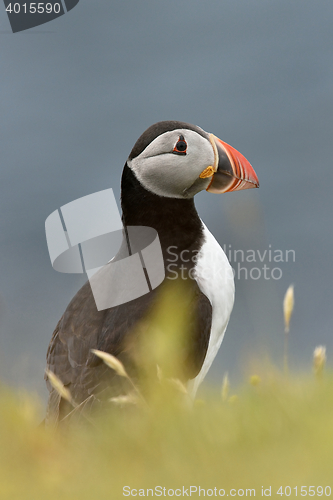 Image of Atlantic puffin (Fratercula Arctica) portrait. Iceland.