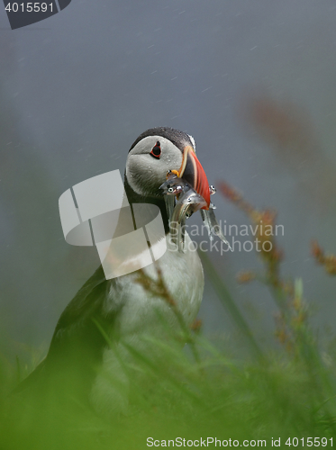 Image of Atlantic Puffin. Atlantic puffin (Fratercula Arctica) with its beak full of fish. Iceland.