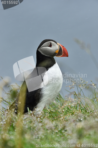 Image of Puffin in the rain. Iceland.