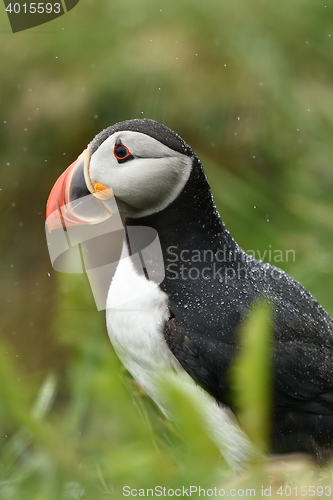 Image of Puffin in the rain