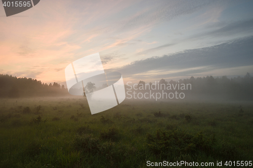 Image of Forest meadow at summer sunset. Fog in the meadow. Mist in the meadow. Sun glow in the meadow. Summer nature.