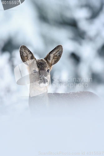 Image of Roe deer (Capreolus capreolus) portrait in winter. Roe deer on snow. Winter. Cold. Snow.