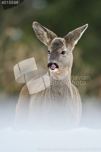 Image of Roe deer portrait in winter. Roe deer cleaning its nose. Roe deer in forest. Roe deer on snow. Winter. 