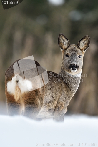 Image of Roe deer on snow in winter. Roe deer buttocks. Roe deer in forest.