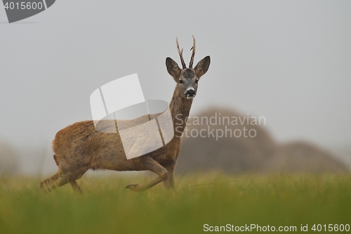 Image of roe buck walking in the field