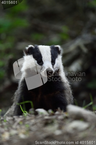 Image of European badger (Meles meles) portrait in forest