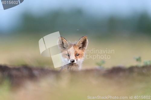 Image of Red fox kit. Red fox puppy. Juvenile red fox.
