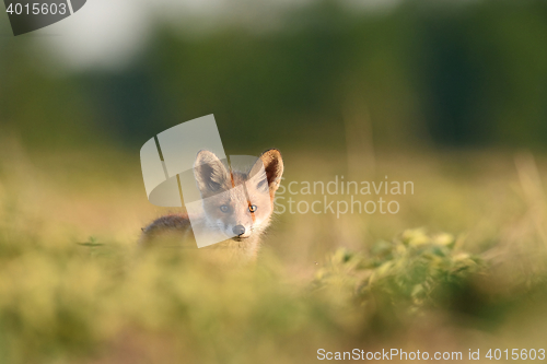 Image of Red fox pup. Red fox kit.