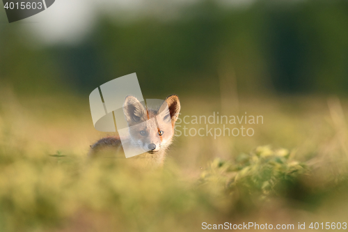 Image of Red fox pup. Red fox kit.