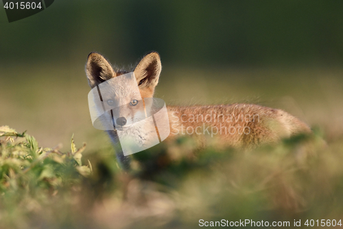 Image of Red fox kit on a sunny evening