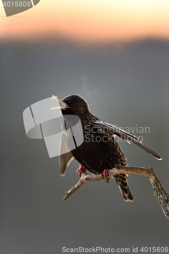 Image of Common starling (Sturnus vulgaris) singing. European starling. Sunrise. Spring caller.