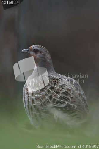 Image of grey partridge (perdix perdix)