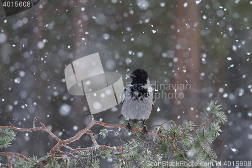 Image of Crow on tree at snowfall. Crow on tree. Hooded crow (Corvus cornix). Snowfall. Winter.