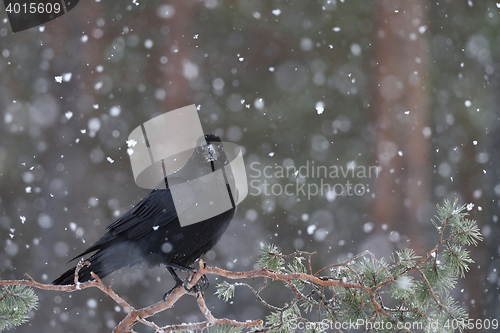 Image of Raven (Corvus corax) at snowfall. Raven in winter. Raven on tree. Bird. Northern raven.