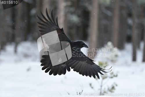 Image of Raven (Corvus corax) in flight. Raven landing. Raven flying. Raven in winter. Bird. Northern raven