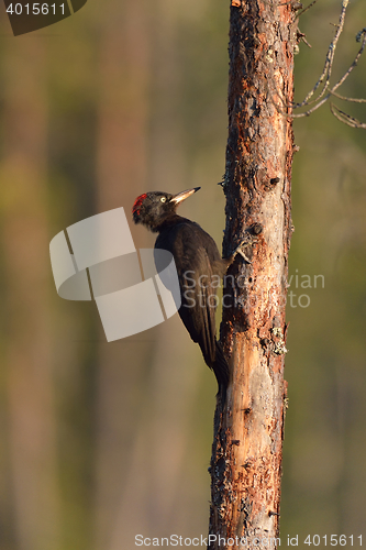 Image of black woodpecker (Dryocopus martius) on tree