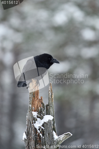 Image of Raven (Corvus corax) on a tree. Intelligent bird. Winter. 