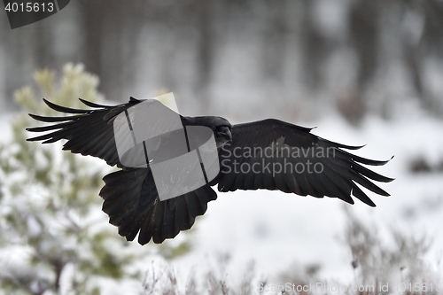 Image of Raven (Corvus corax) in flight. Landing. Snow. Winter. Bird. Flying.