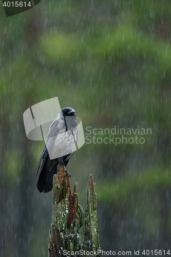 Image of hooded crow in the rain with forest background