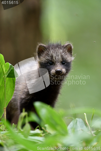 Image of Raccoon dog pup in forest. Raccoon dog kit in forest. Young raccoon dog.