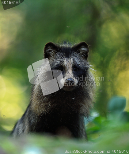 Image of Raccoon dog portrait in forest