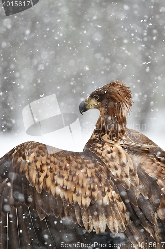 Image of White-tailed eagle portrait at snowfall. Eagle in winter. Eagle portrait.