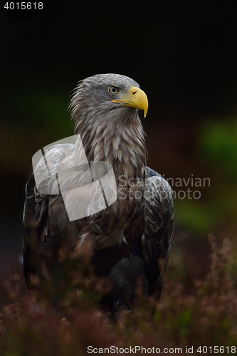 Image of White-tailed eagle (Haliaeetus albicilla) in dark background. White-tailed eagle in bog. 